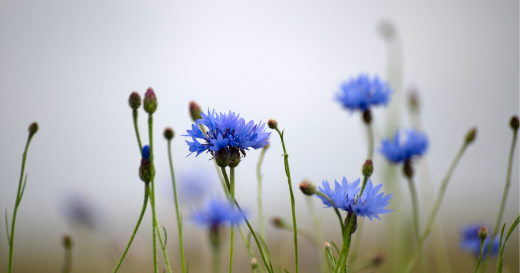 Vibrant blue cornflowers emerge from the mist