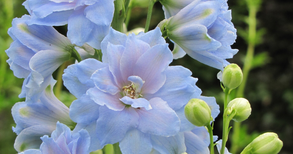 A close up of delphinium flowers show delicate hues of blue and lilac