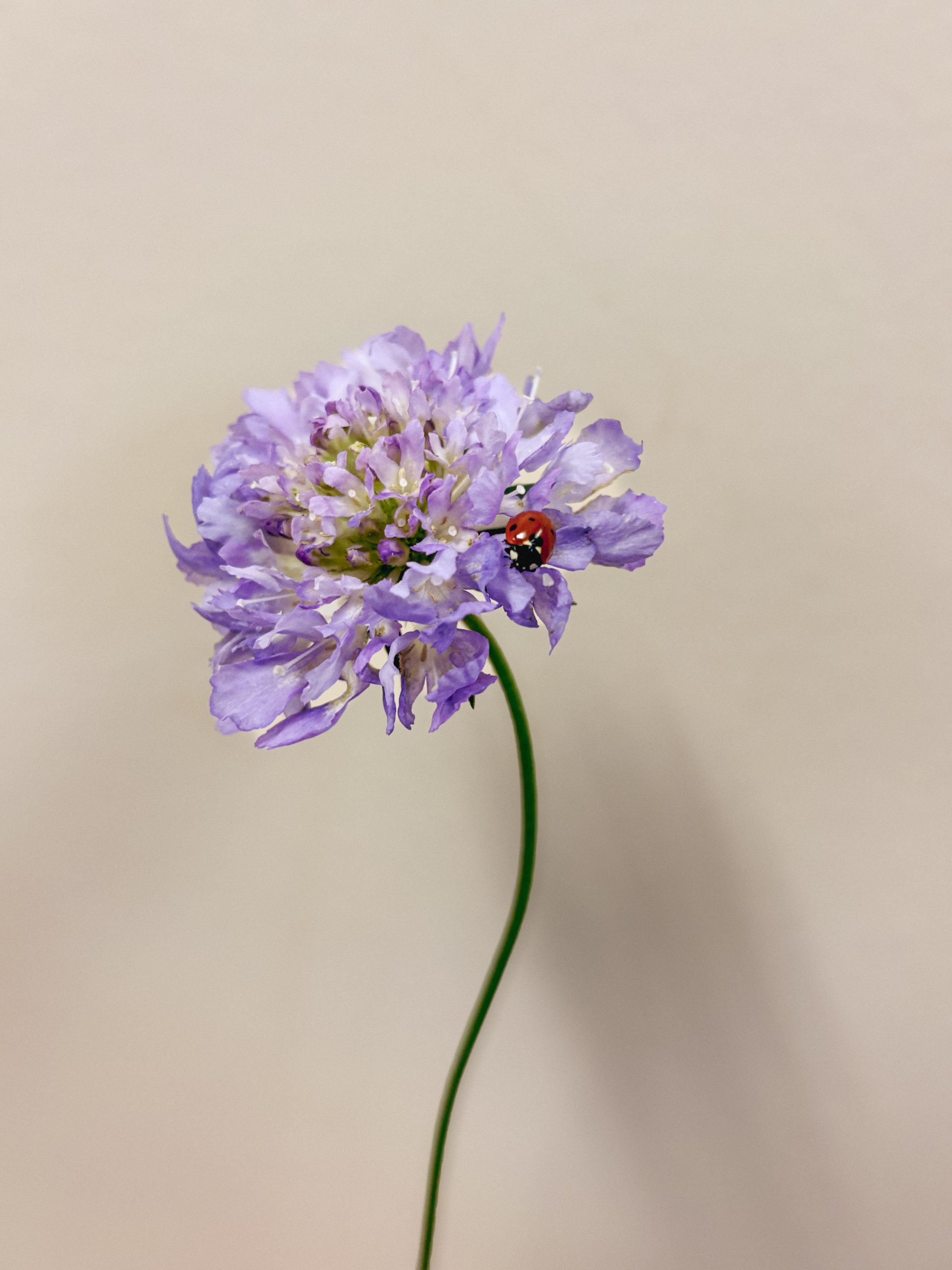 A single lilac scabiosa set against a neutral backdrop. A ladybird is sat on the petals