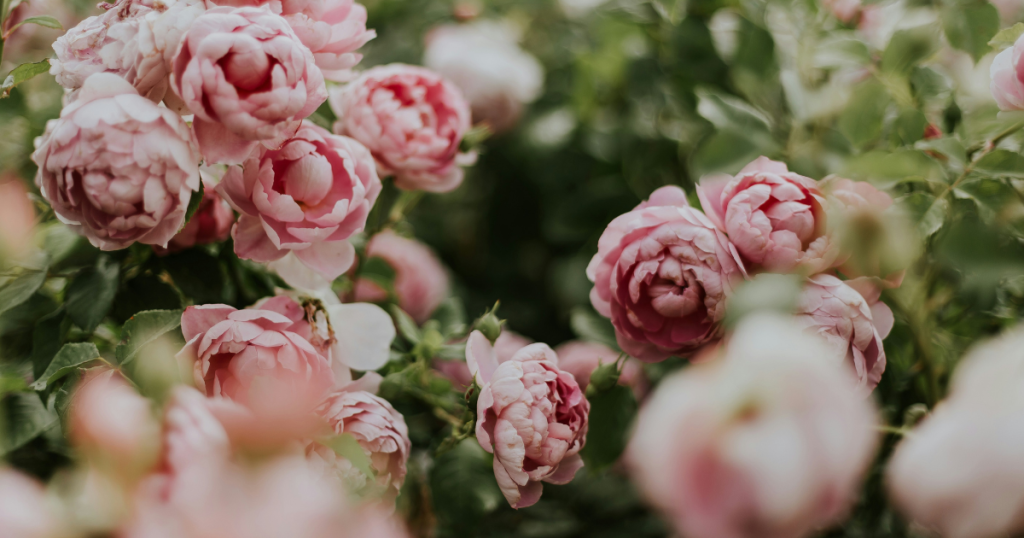 Multiple peonies growing on a peony bush