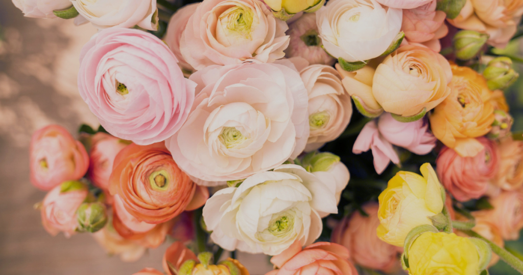 An assortment of pastel called ranunculus flowers