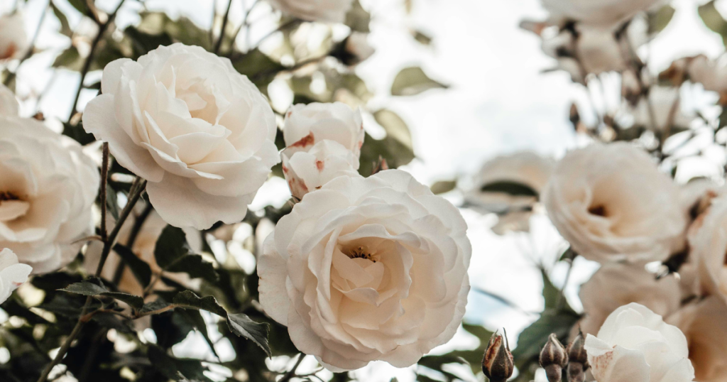 A close up showing British grown white roses