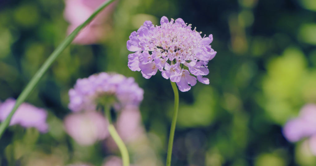 A lilac scabiosa