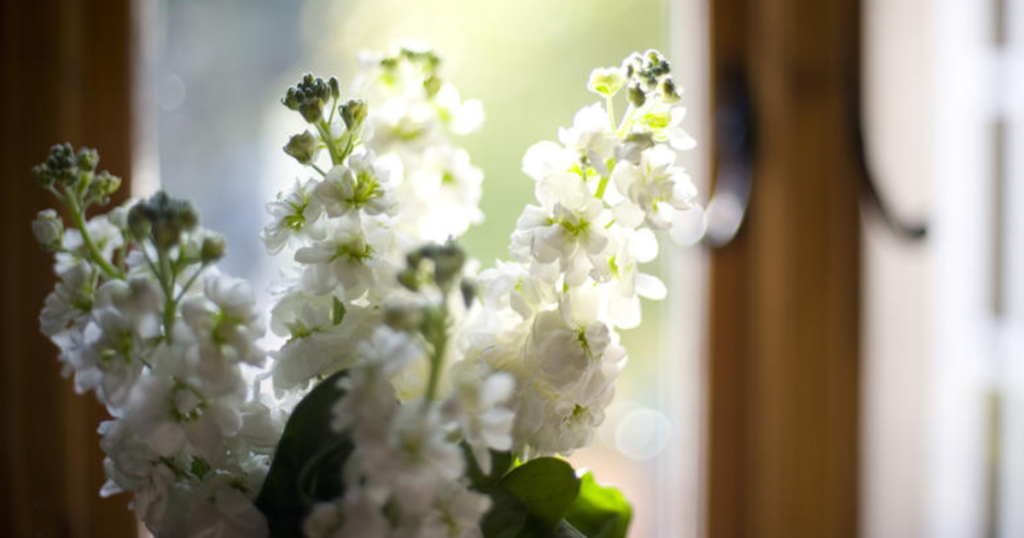 White stocks stems perched just in front of a window