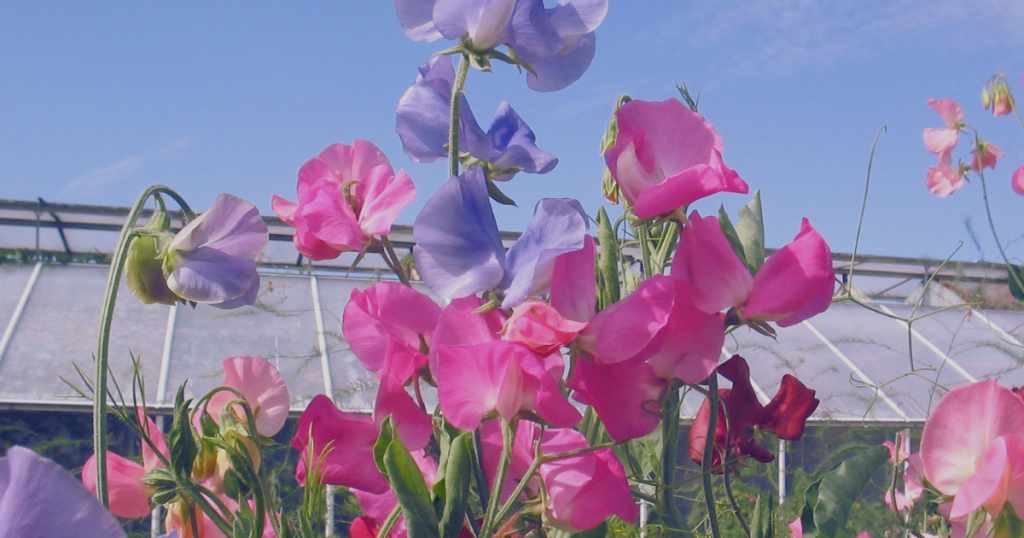 Pink and purple sweetpeas sitting in front of a greenhouse